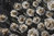 Valkoiset haituvakukat tummalla 100 x 100 cm